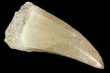 Mosasaurus Tooth - Morocco #96798-1